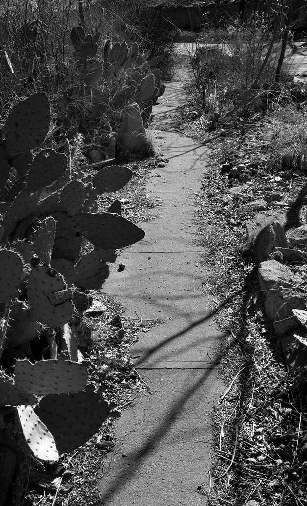 Cactus-Lined Walkway