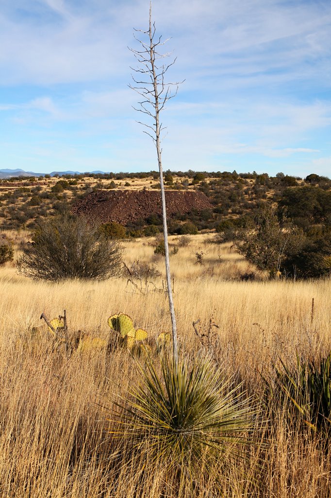 Solitary Yucca