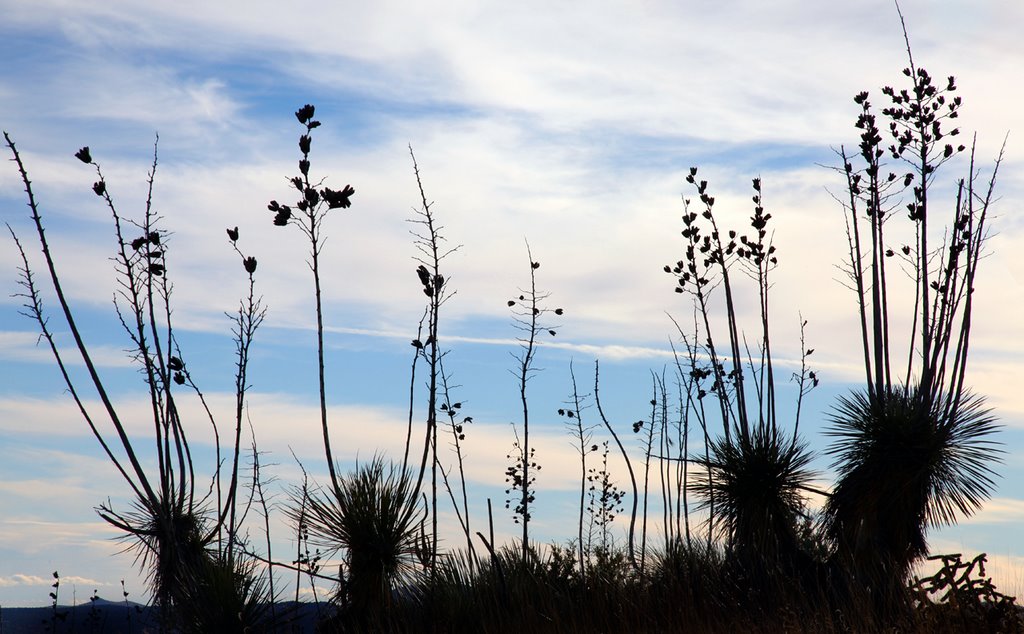 Yucca Silhouettes