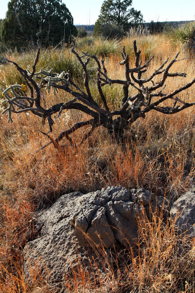 Desperate Old Cholla