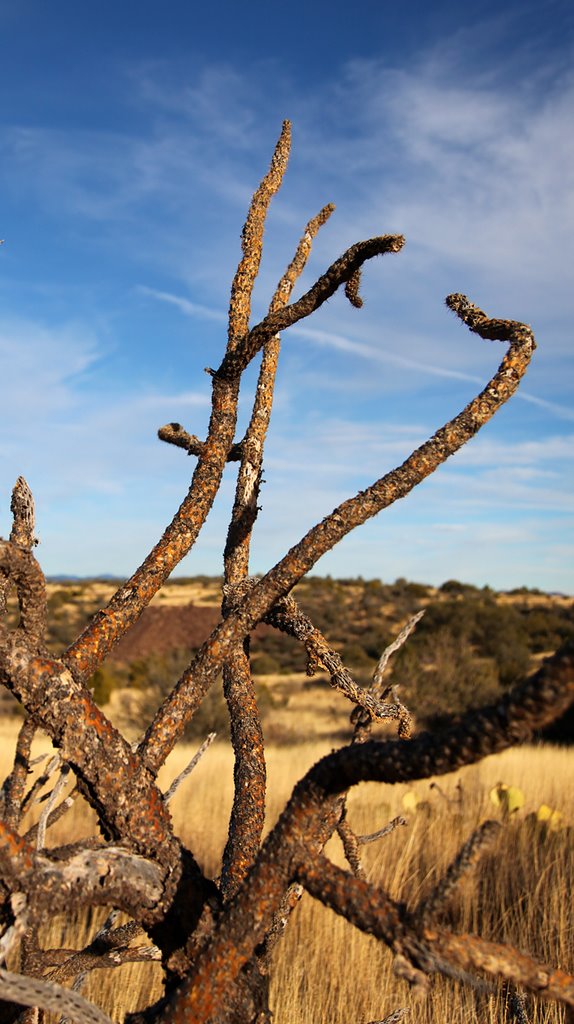 Nearly Dead Cholla