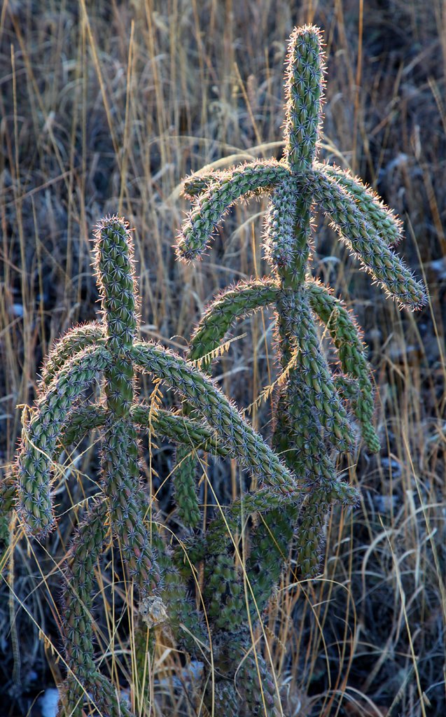 Young Cholla in Grass