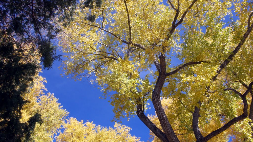 Fall in Kit Carson State Park (Taos, NM)
