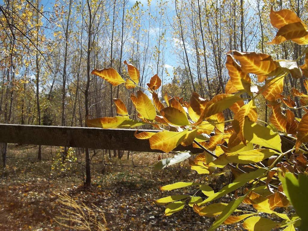Golden Thicket