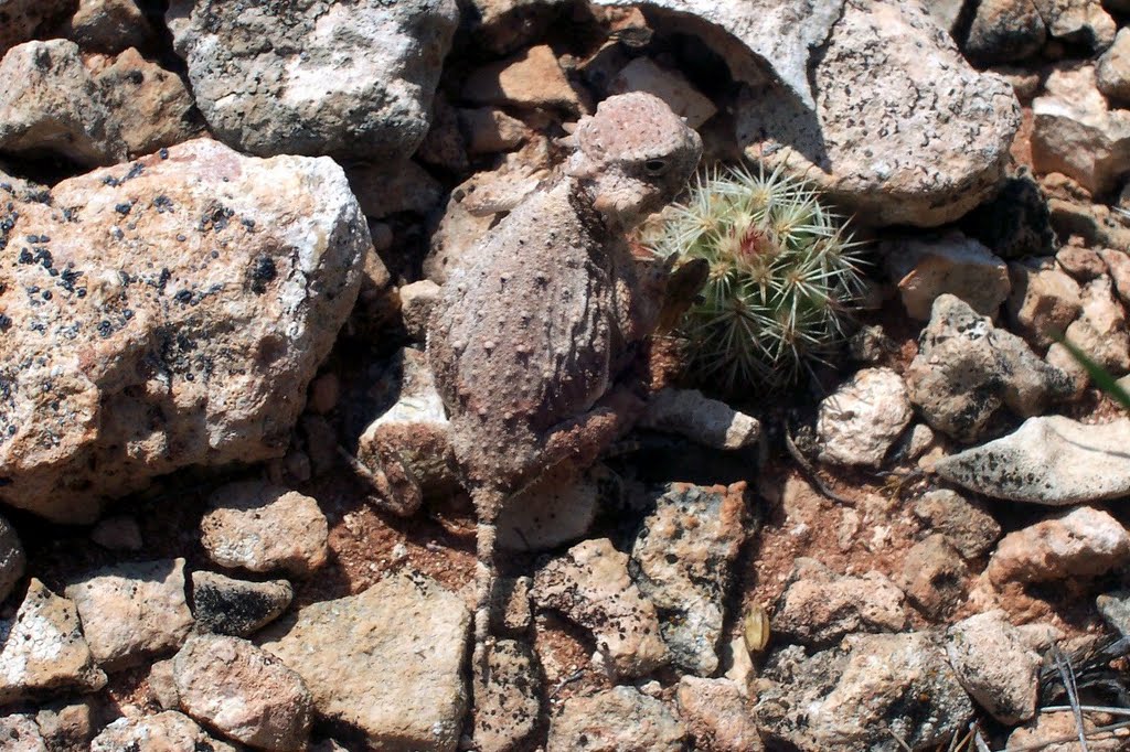 Baby horny toad on top of Pavo Mesa, NM