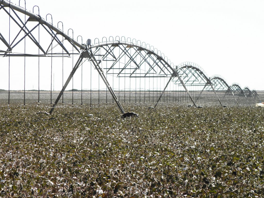 Cotton fields and irrigation equipment