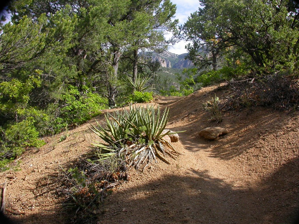 albuquerque, paisaje en cibola national park