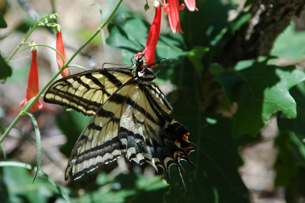 albuquerque, mariposa libando