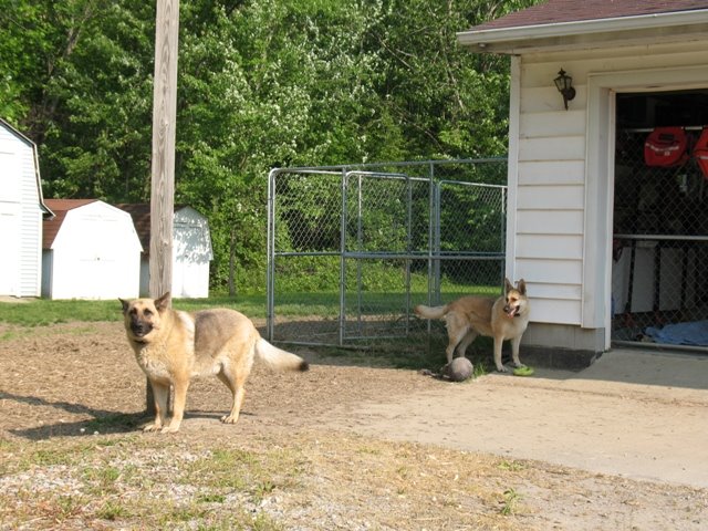 Backyard German Shepherds