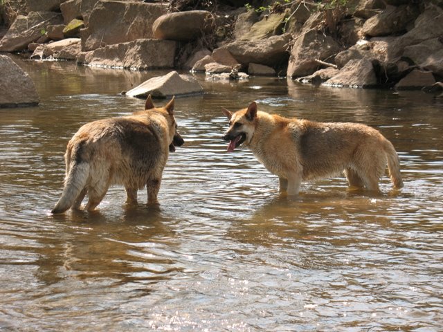 Amherst German Shepherds in the creek