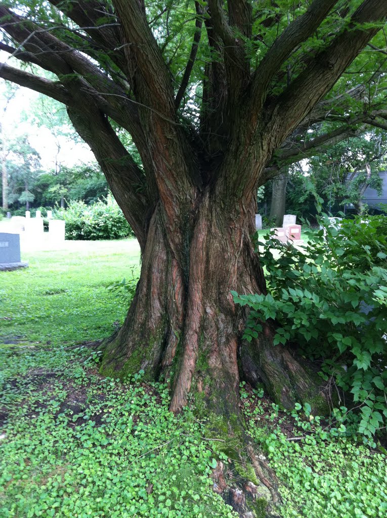 Old Tree in Union Cemetery