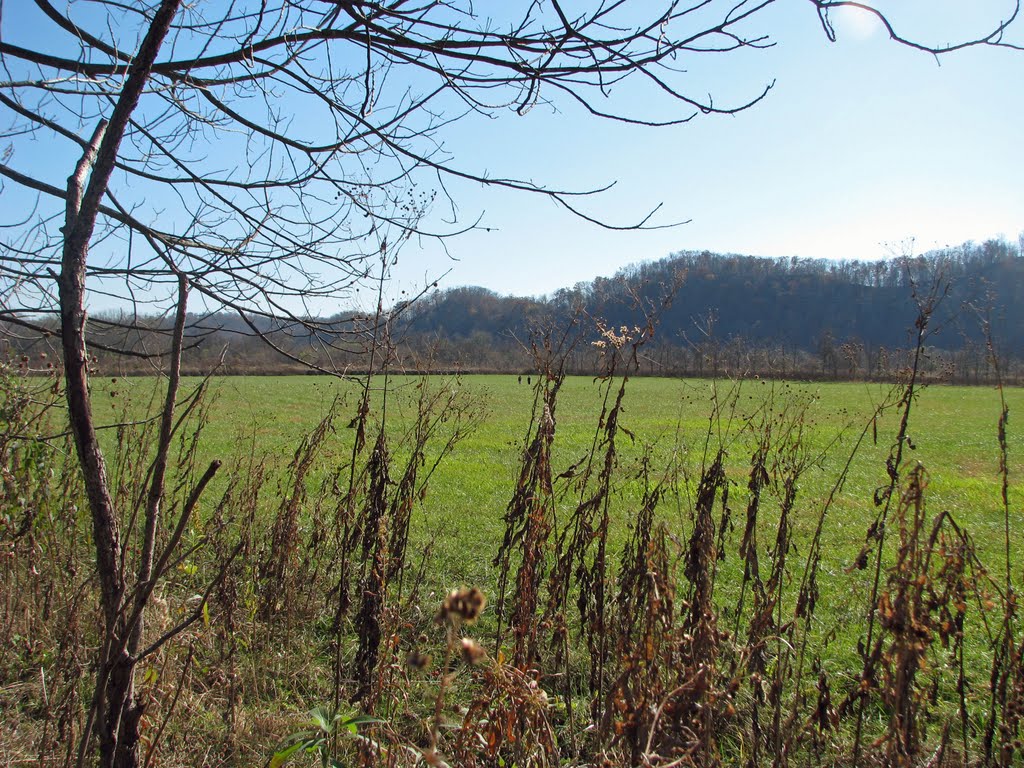 wetlands along ohio river