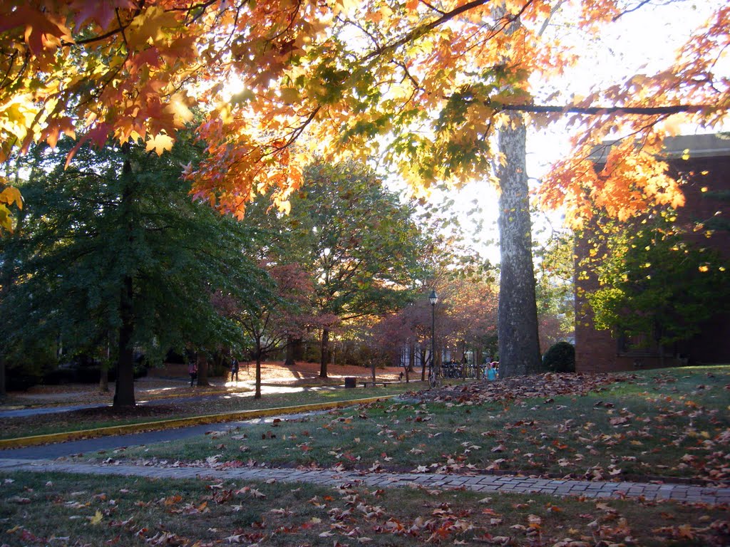 Fall Colors on College Green
