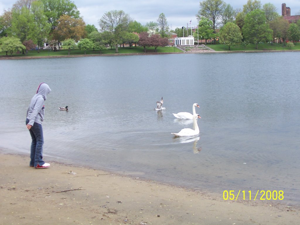 Swans at Lake Anna, Barberton, Ohio