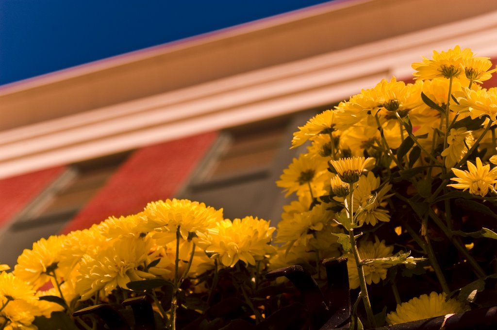 Flowers at Mozarts Bakery and Piano Cafe