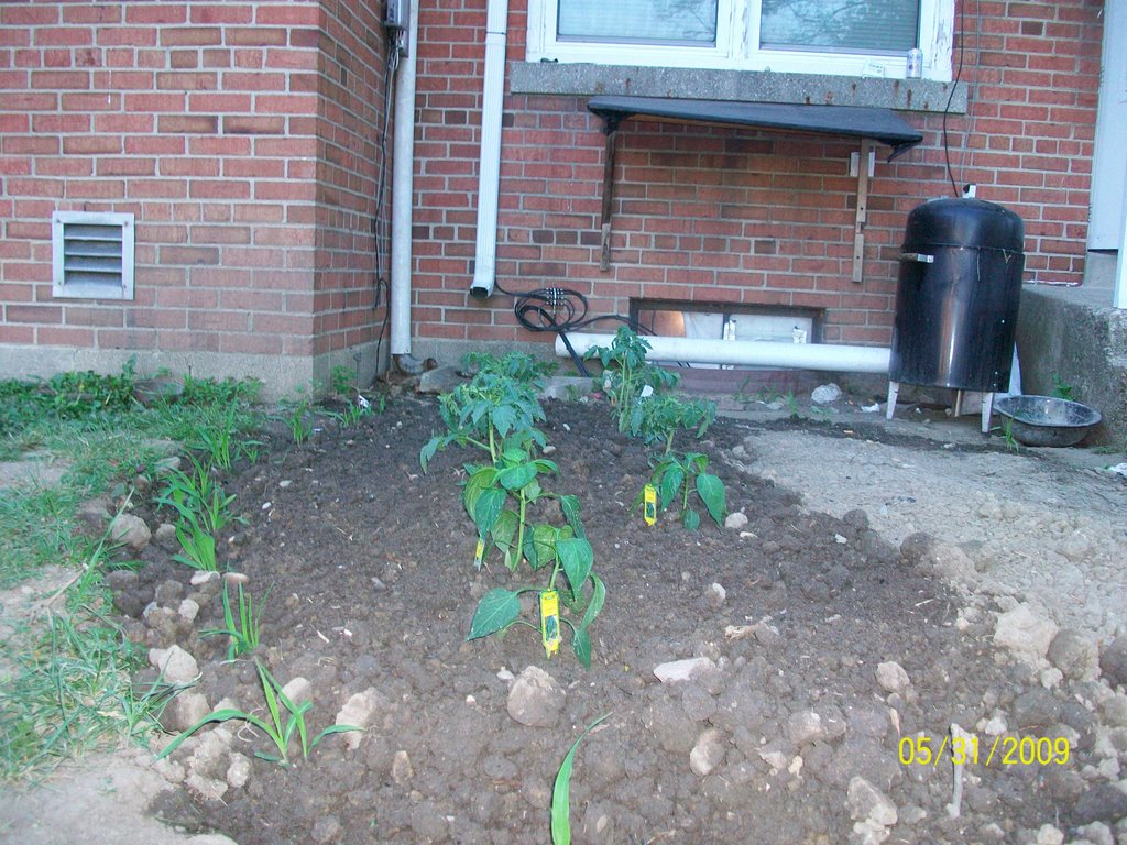 TOMATOES