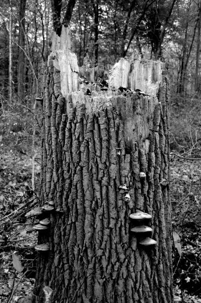 Secor Metro Park
