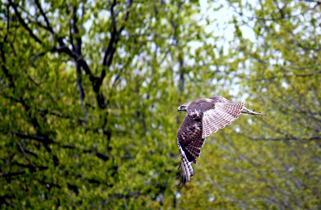 Hawk