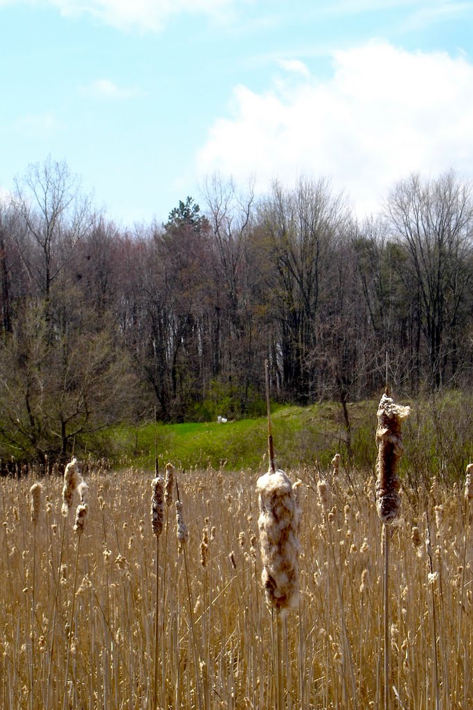The Marshes 1