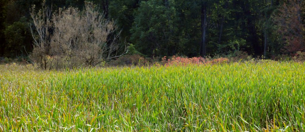 cattail marsh