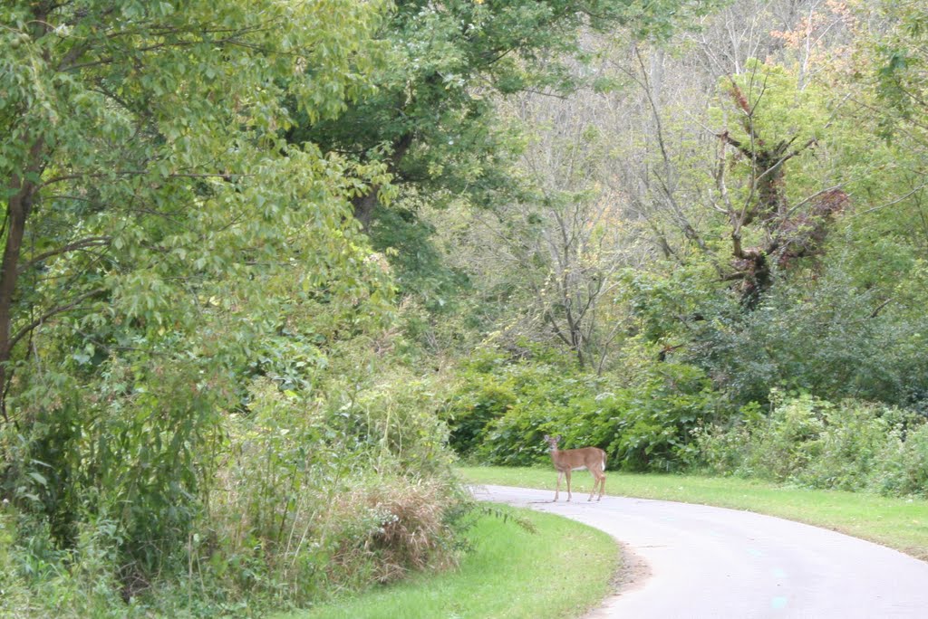 Doe on path by the Cuyahoga river