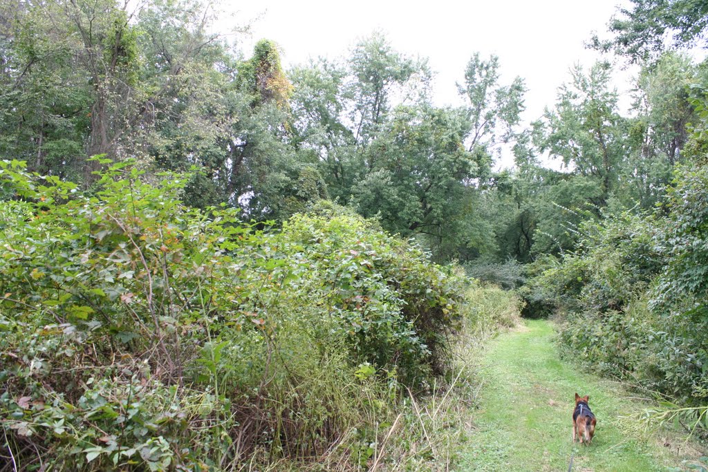 Farmland returning to woodland