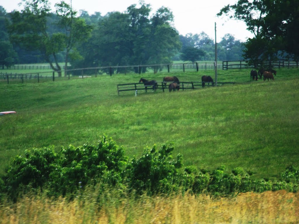 Someday..Im running free again!!!,(Algun dia ..correre libre otra vez),Kentucky,USA