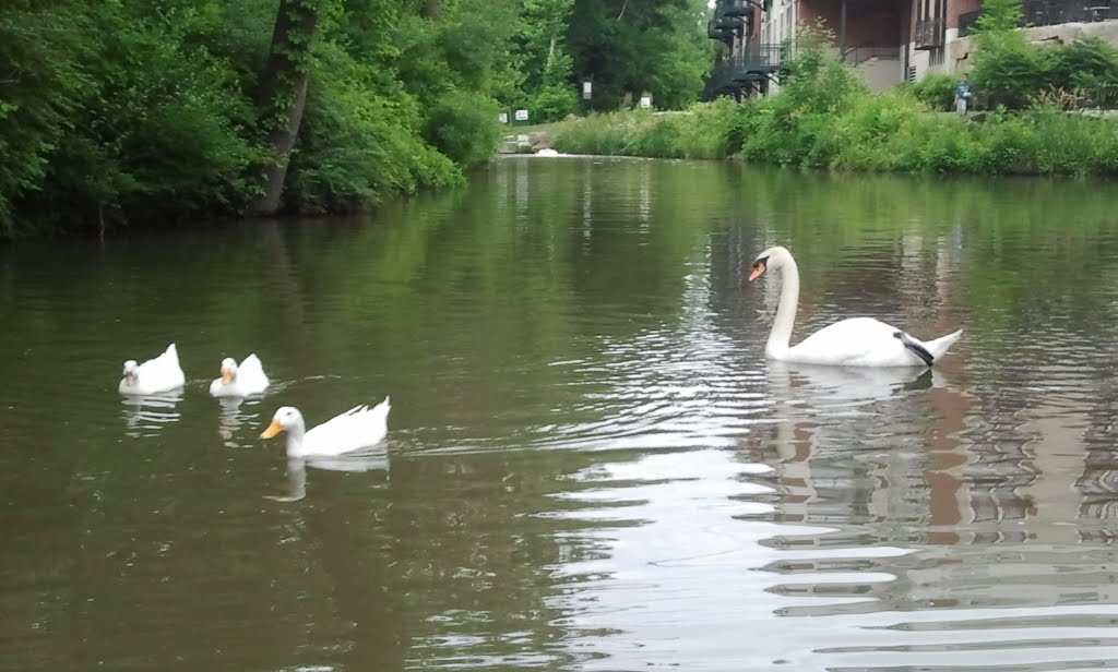 Swan