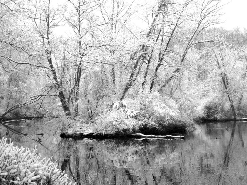 Reflections of Black and White