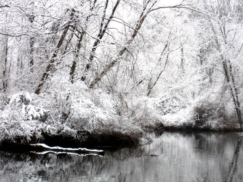 Glisten of the trees