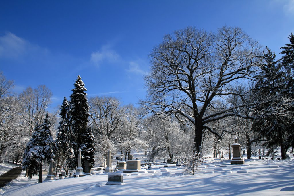 Woodland in Winter