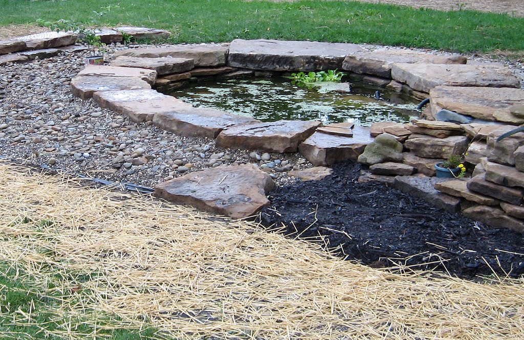 backyard pond