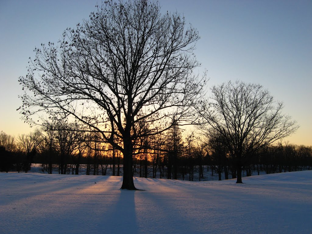 Winter tree, Village of Indian Hill, Ohio