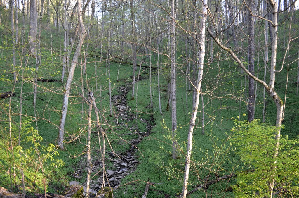 Spring in red bird hollow, Nature Conservancy, Village of Indian Hill, Ohio