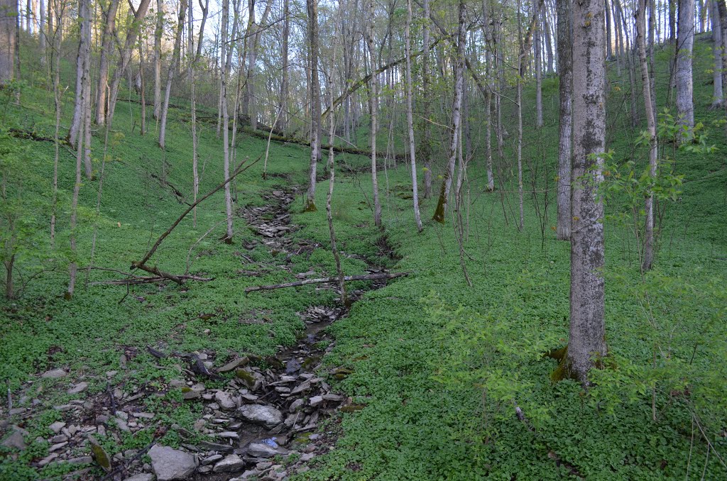 Lush woods.  Red Bird Hollow, The Nature Conservancy, Indian Hill, Ohio.