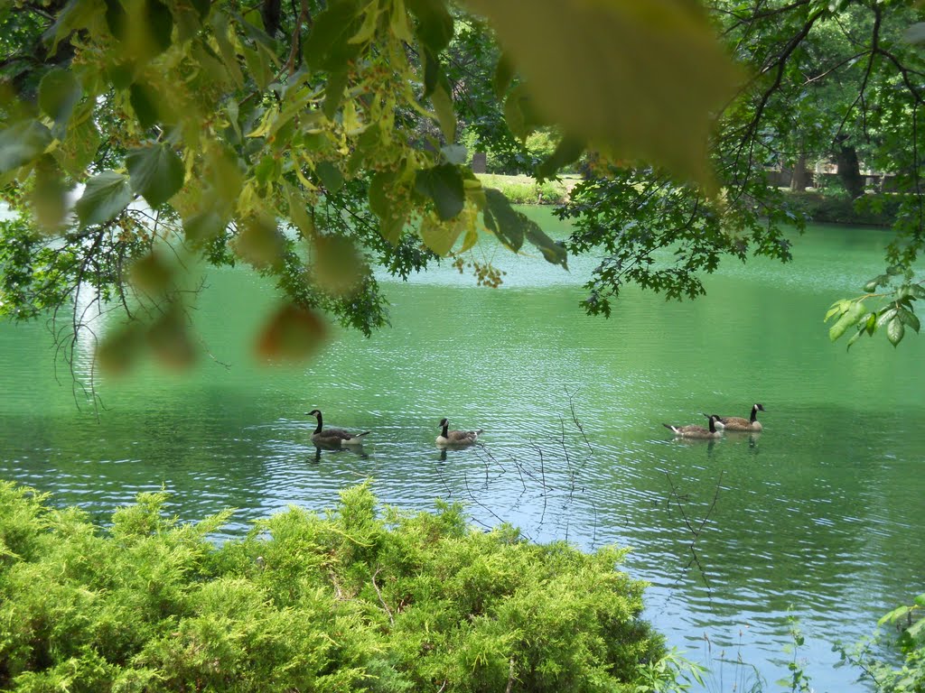 Pond in the Cemetery