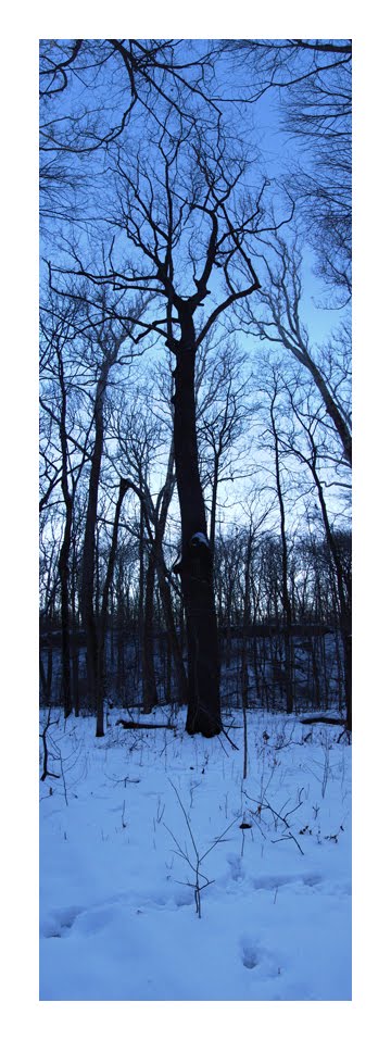Black Walnut Glen Helen Nature Preserve