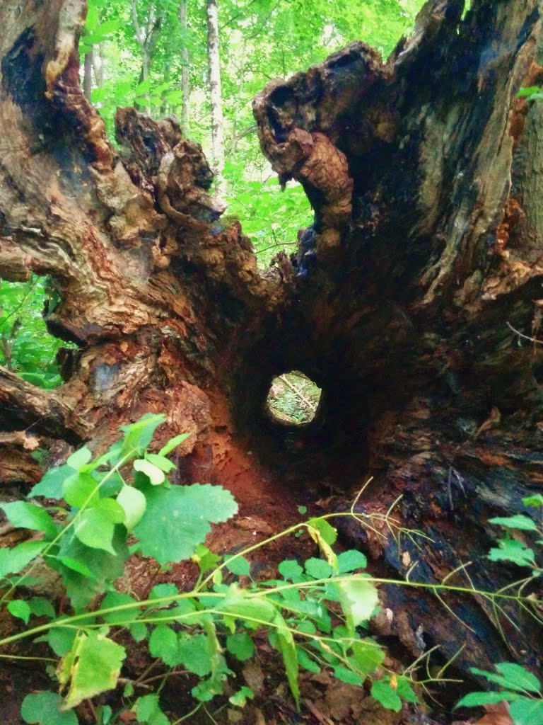 Glen Helen Nature Preserve