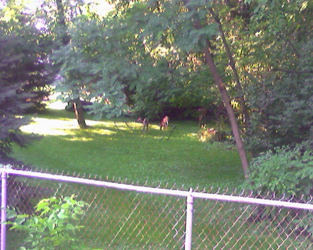 Our Backyard