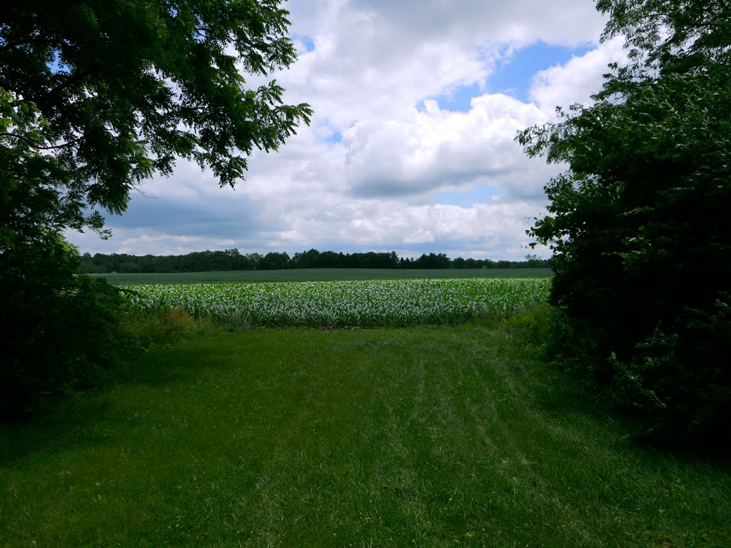 Corn Field from Bike Trail