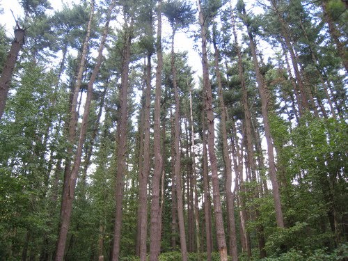 The Pine Forest in Glen Helen Preserve