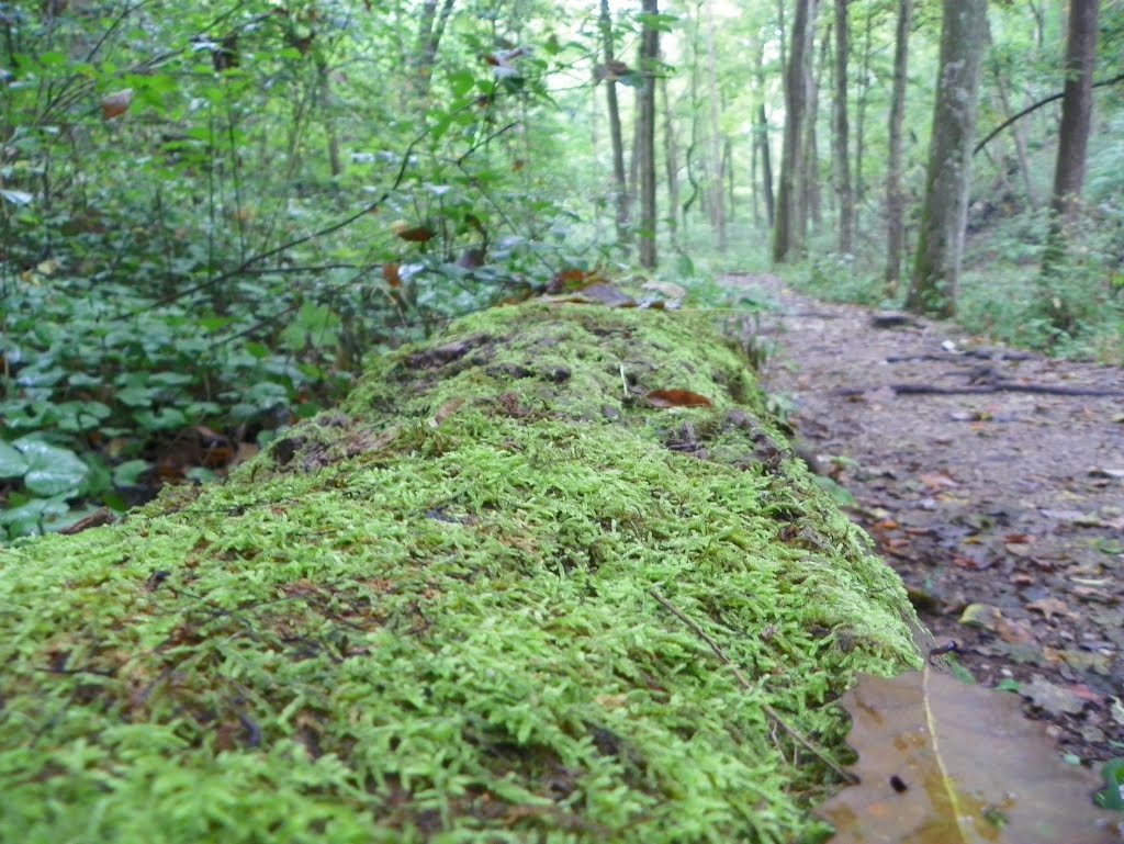 Glen Helen Preserve, Antioch College, Yellow Springs, Ohio
