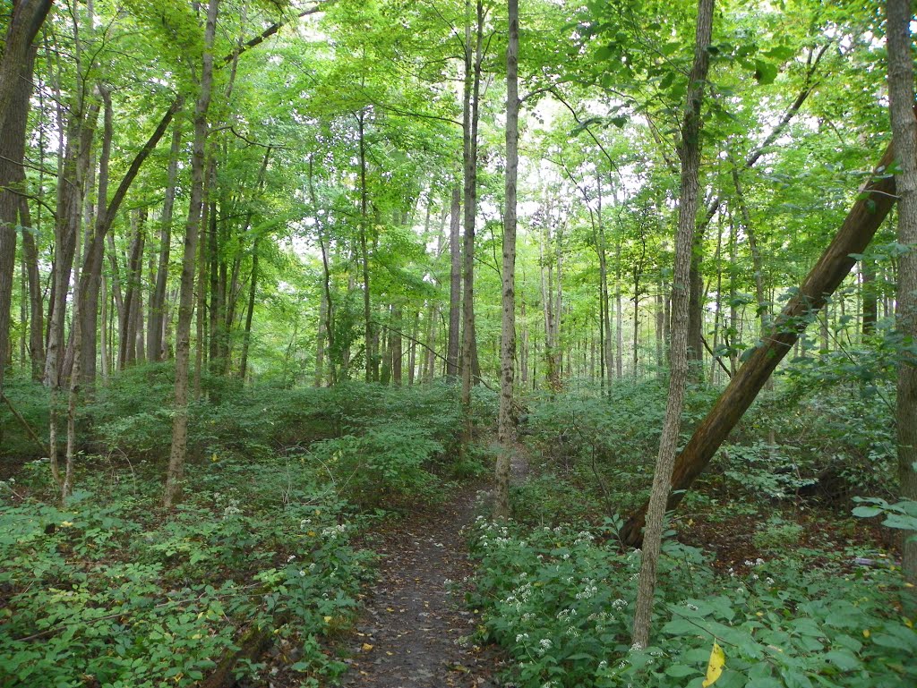 Glen Helen Preserve, Antioch College, Yellow Springs, Ohio