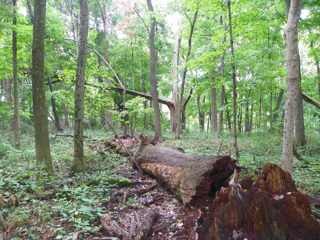 Glen Helen Preserve, Antioch College, Yellow Springs, Ohio