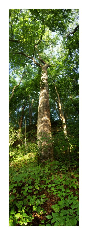 Glen Helen Chinkapin Oak