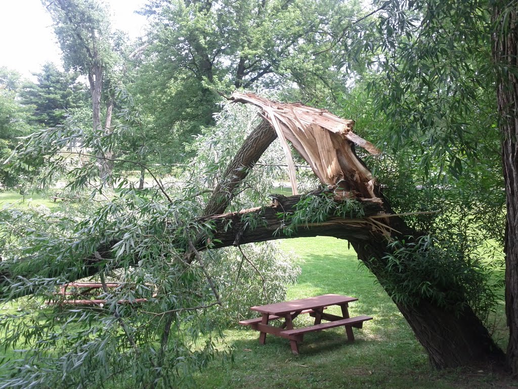 Broken Tree