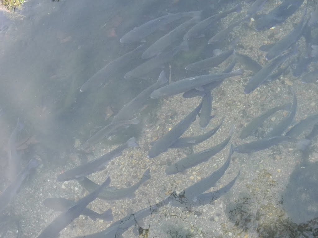 Fish Hatchery