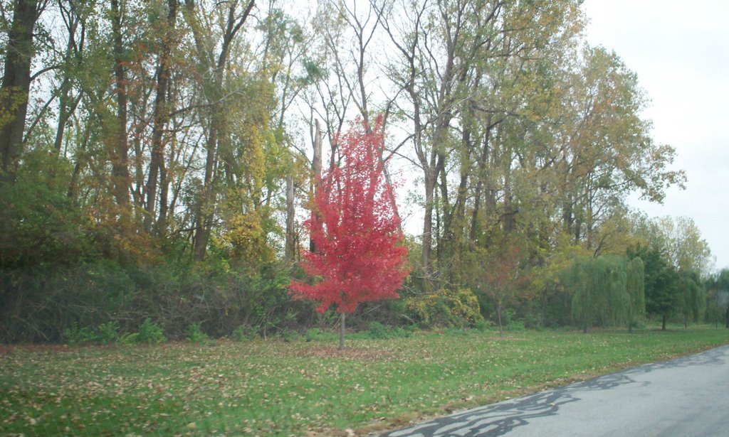 Red Maple Outside Castalia 10/26/07