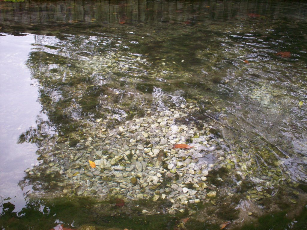 Stream in a Trout Hatchery 10/26/07