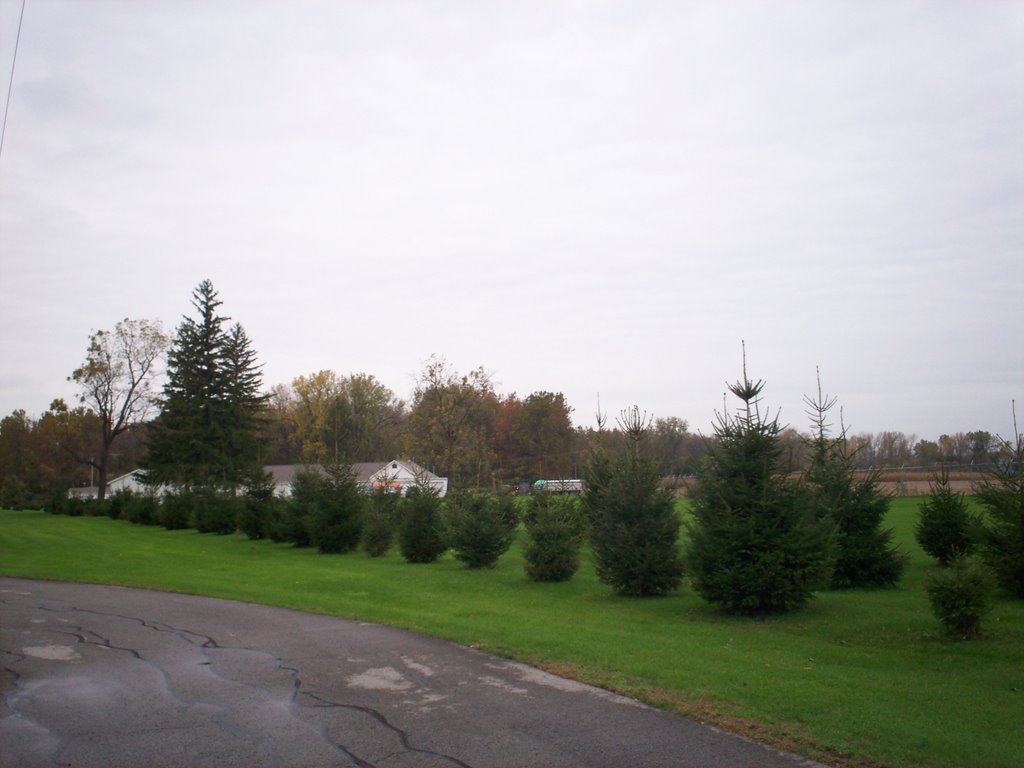 Beautiful Yard near Hatchery 10/26/07